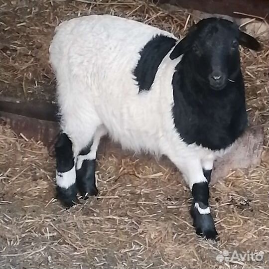 Баран Дорпер