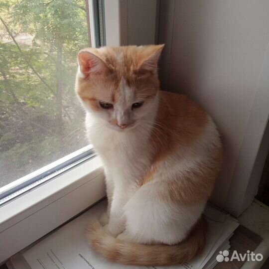 Кастрированный котик