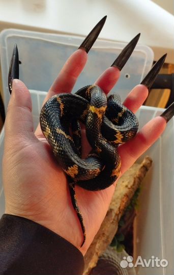 Амурский полоз