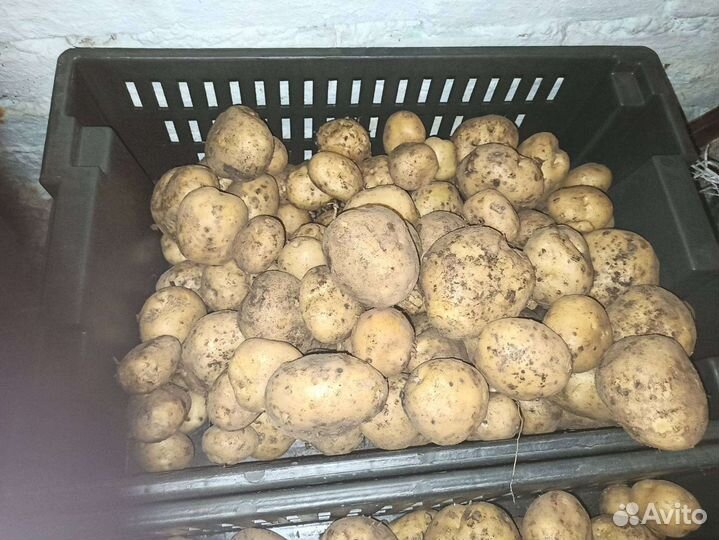 Продам картофель