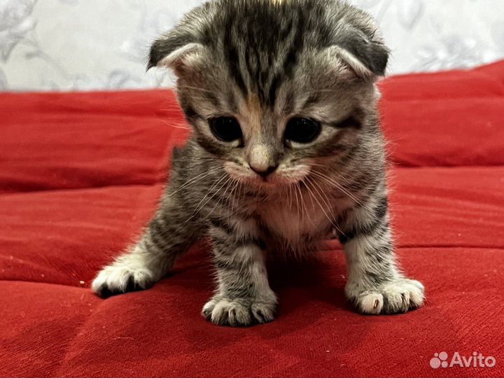 Шотландские вислоухие