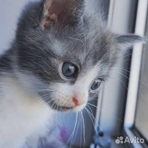 Котёнок с мраморным окрасом