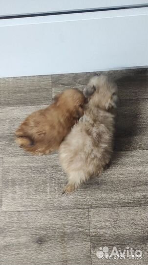 Пекиносики