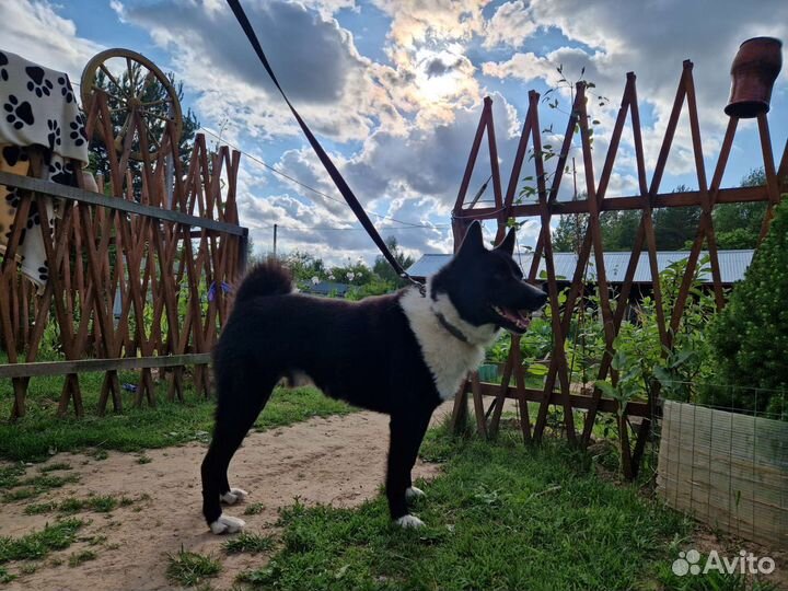 Кобель русско-европейской лайки (рел) для вязки