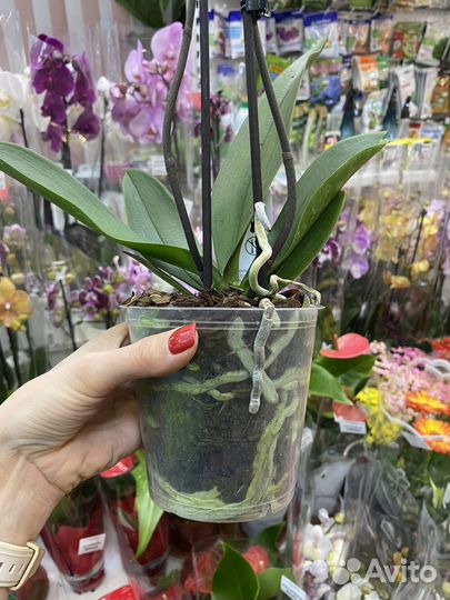 Орхидея фаленопсис биг лип желтая