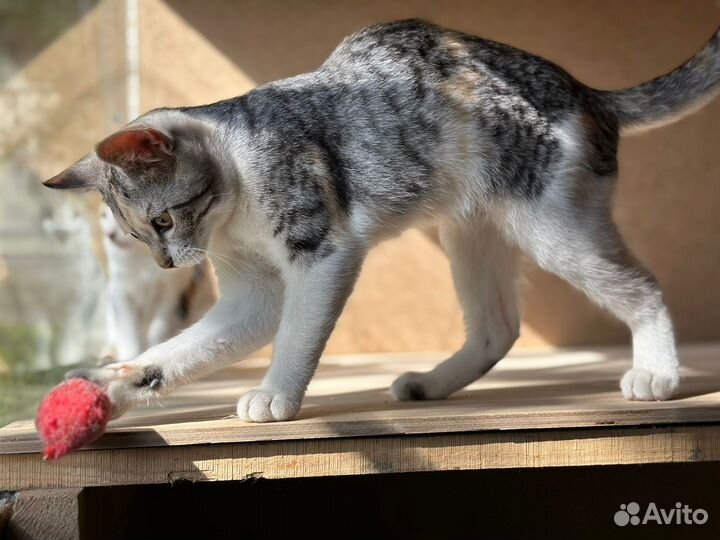 Котята