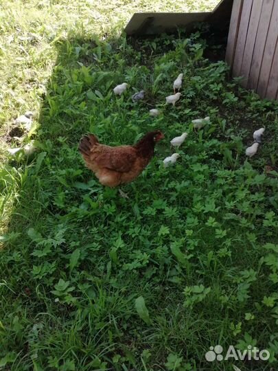 Цыплята несушки