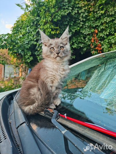 Продаются котята