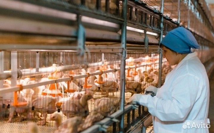 Птицевод на птицефабрику (вахта с проживанием)