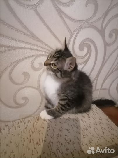 Котенок