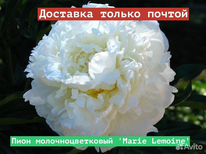 Пион молочноцветковый Marie Lemoine