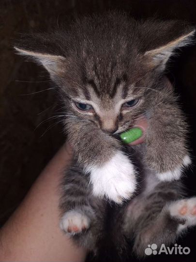 Отдам котиков и кошечек в добрые руки