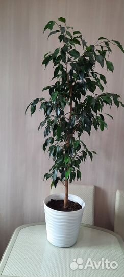 Фикусы разные