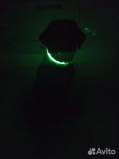 Светящийся led ошейник