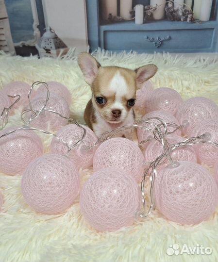 Мини мальчик