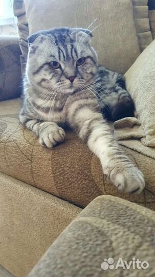 Кто возьмёт кота инвалида