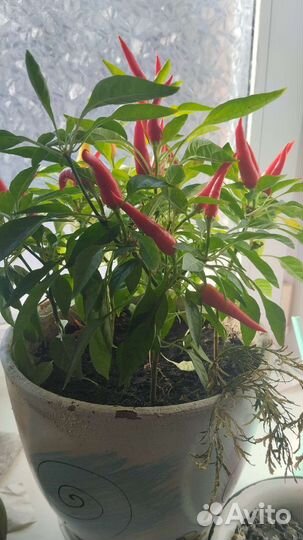 Рассада острого перца