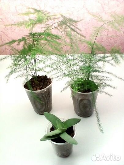 Аспарагус паутинка Крассула саблевидная