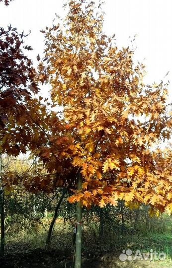 Саженцы Дуб красный Quercus rubra оптом