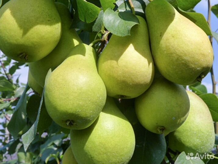 Саженцы груши с зкс