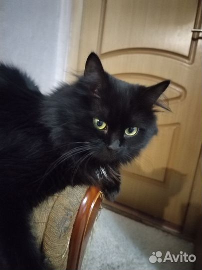 Кот на вязку
