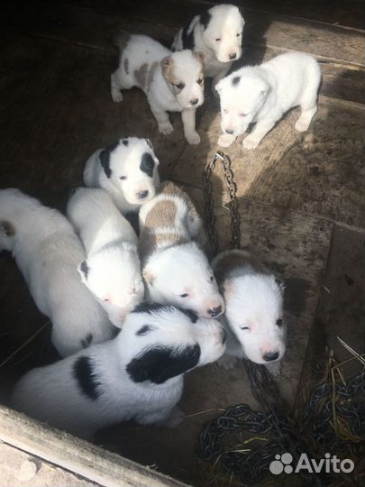 Щенки алабая