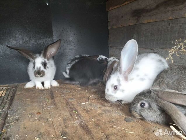 Кролики 2 и 4 месяца объявление продам