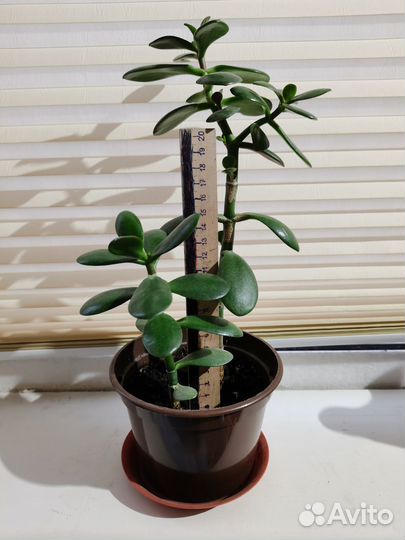 Денежное дерево толстянка