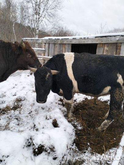 Быки на мясо