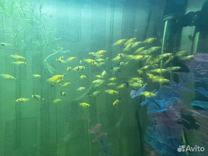 Аквариумные рыбки моллинезии золотые/оранжевые