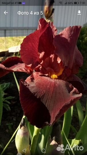 Излишки сортовых ирисов