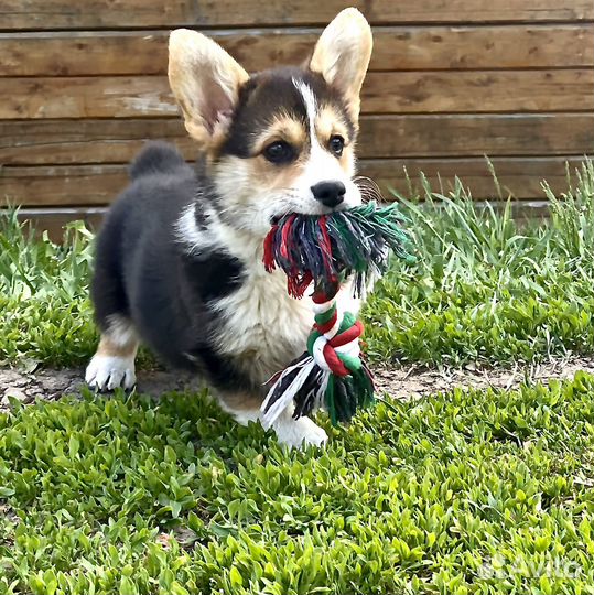 Вельш-корги пемброк