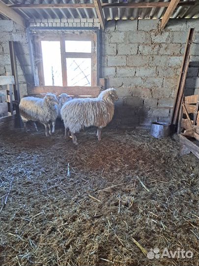 Баран крупный, 3 года