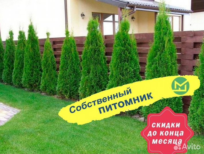 Туя