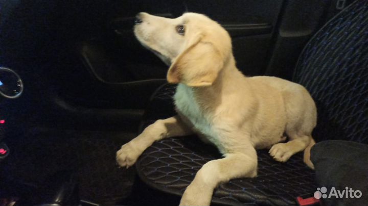 Щенок в добрые руки отдам бесплатно