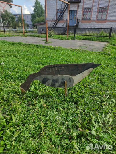 Профиля белолобого гуся