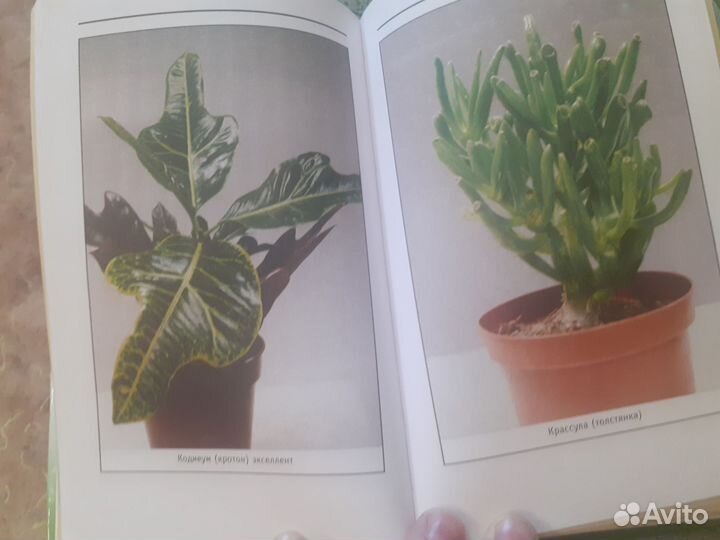 Книга комнатные растения