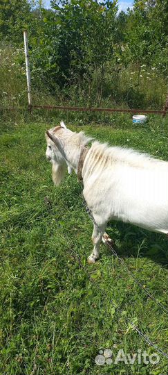 Козел на вязку