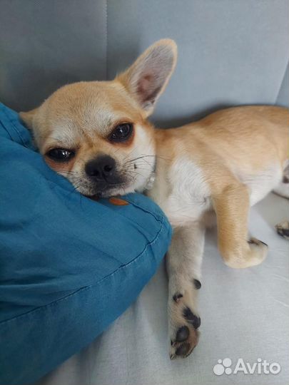 Вязка чихуахуа