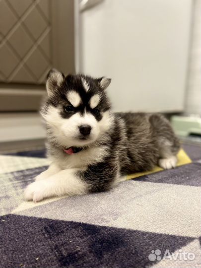 Сибирский хаски