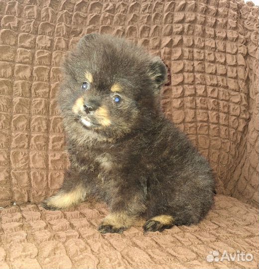 Померанский шпиц