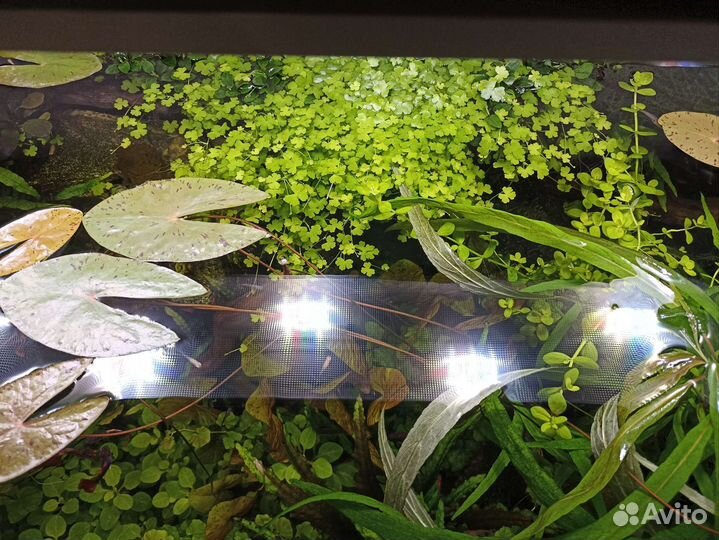 Нимфея карликовая, сантирем