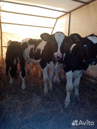 Бычки Породистые