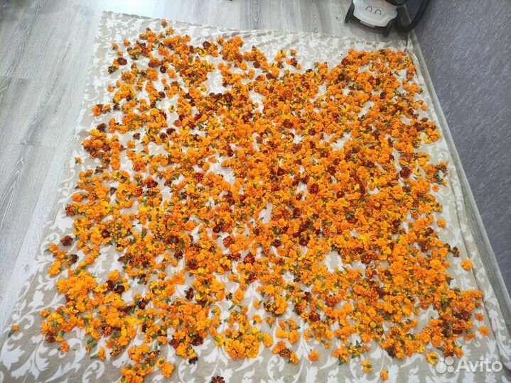 Бархатцы сушеные