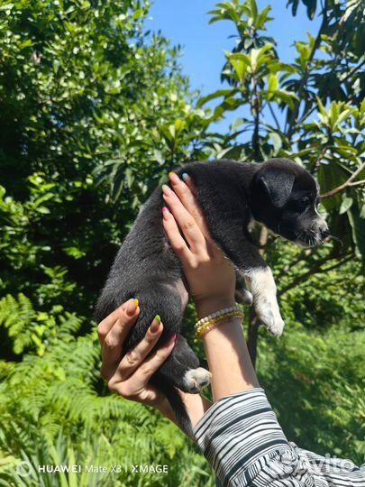 Щенок в добрые руки