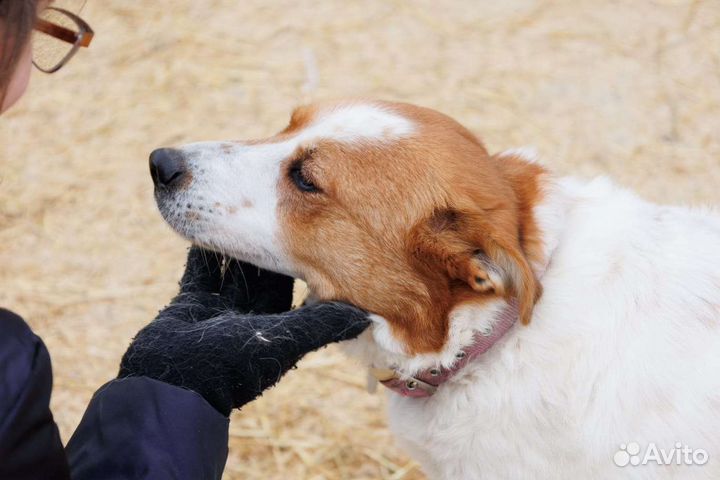 Собака Белка ищет дом