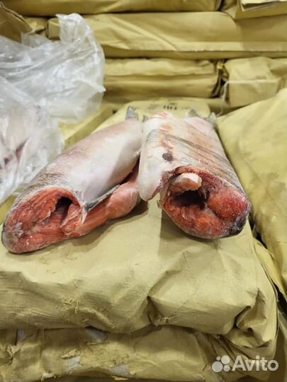 Нерка 2023 года, Красная рыба, Лососевые