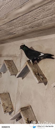 Продажа голубей