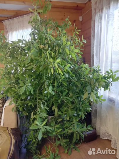 Синадениум 2метра