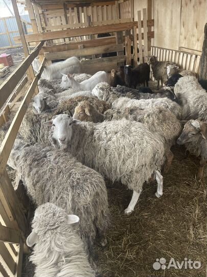Овцы бараны ягнята